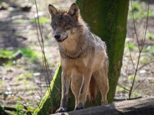 Brief van advocaat naar de provincie Utrecht